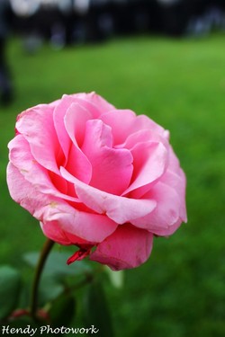 Pink Rose