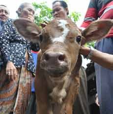 Kepala Anak Sapi di Nganjuk Muncul Angka Tiga