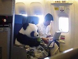 Foto Panda Duduk di Kabin China Airlines Bikin Heboh Internet