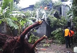 Angin Kencang Landa Bantul, Puluhan Pohon Tumbang dan Rumah Rusak