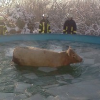 Petugas Pemadam Kuras Kolam untuk Selamatkan Sapi yang Terjebak di Es