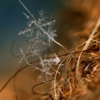 Foto Makro Kristal Salju yang Memanjakan Mata