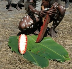 Si Merah Ini Hanya Ada di Papua