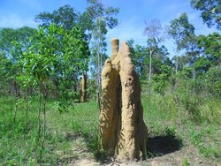 Bertamu ke Rumah Semut di Perbatasan Indonesia