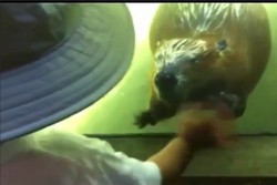 Lucu! Beredar Video Berang-berang Lambaikan Tangan