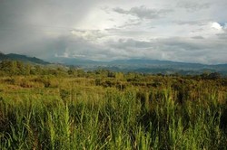 Wamena, Sang Primadona Dari Papua