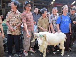 Slurp! Domba Garut Ini Suka Minum Kopi Susu