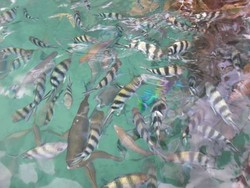 Digigit Ikan Berwarna-warni di Raja Ampat