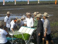 Sang Hyang Seri Kelola 3.000 Ha Sawah di Ketapang Pakai Teknologi Moderen