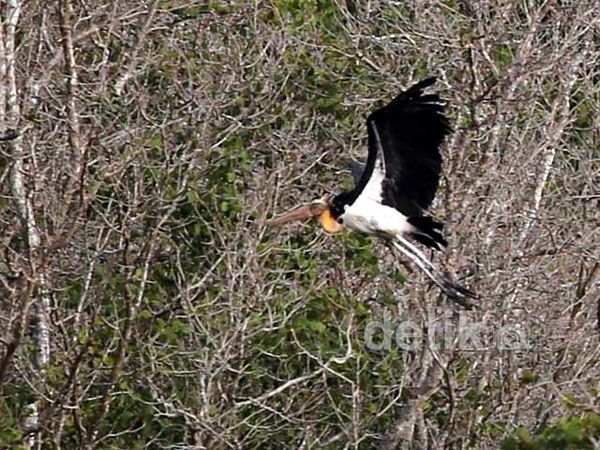 Jalan-jalan di Taman Nasional Alas Purwo