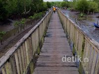 Menyusuri Mangrove Blok Bedul