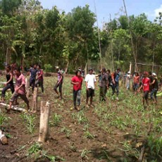 Pohon Jati di Lahan Sengketa Habis Dibabat Warga