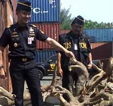 Akan Diekspor, Bubuk Kapur Berubah Jadi Kayu Cendana