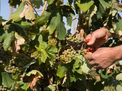 Wah, Pembuat Wine Australia Ini Akan Memetik Anggur Tanpa Busana!