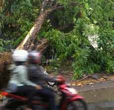 Pohon di Jalan Kapuas Tumbang Timpa Rumah