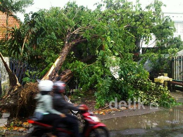 Pohon Tumbang Timpa Rumah 
