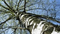 Pergoki Istri Bersama Pria Lain, Pria Ini Tinggal di Atas Pohon