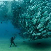 Kisah di Balik Foto Fantastis David and Goliath