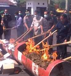 Kejari Jember Bakar 28,25 Kg Ganja