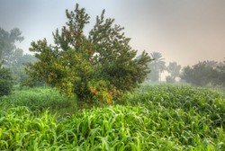 Istri Selingkuh, Pria Ini Pilih Tinggal 9 Bulan di Pohon Jambu