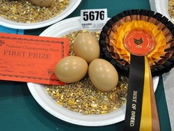 Ini Dia Telur Paling Sempurna di Inggris!