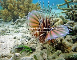 Donggala, Taman Laut Tercantik di Sulawesi Tengah