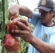 Libur Natal, Kebun Buah Naga Diserbu pengunjung