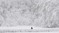 Cuaca Dingin Ekstrem Tewaskan 123 Orang di Rusia