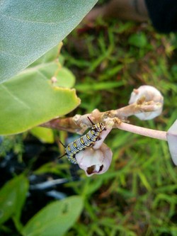 The Monarch Caterpillar