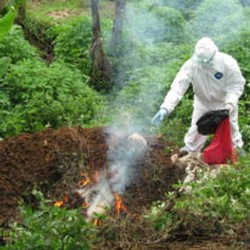 Flu Burung Baru di Indonesia Belum Jangkiti Manusia 