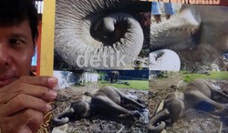 15 Gajah Liar di Riau Mati Tak Wajar Selama Tahun 2012