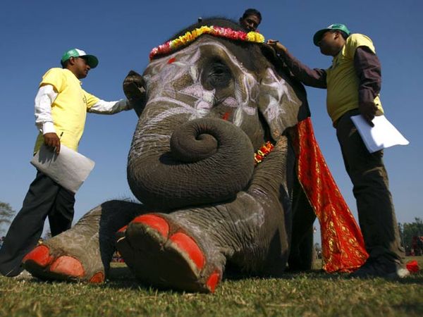 Wow! Ada Kontes Gajah Cantik