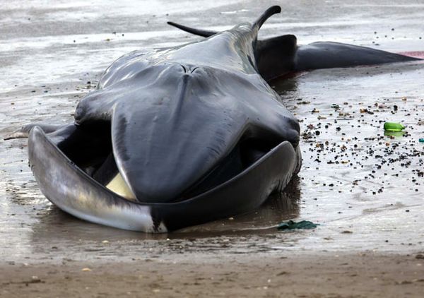 Paus Raksasa Mati Terdampar di Pantai New York
