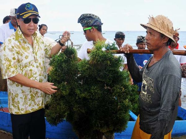MKP Tinjau Panen Rumput Laut di Bali