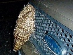 Burung Hantu Selamat Meski Ditabrak Pikap Berkecepatan 90 Km/Jam