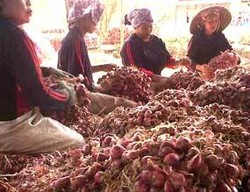 RI Impor Bawang Merah Rp 400 Miliar dari Thailand, Malaysia & Vietnam 