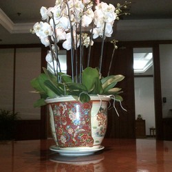 Dinas Pertamanan Hiasi Ruangan Ahok dengan Anggrek Seharga Rp 1,6 Juta