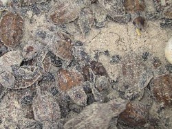 Melepas Bayi Penyu Lucu di Pulau Menjangan, Jepara