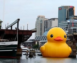 Bebek Raksasa Berenang di Sydney