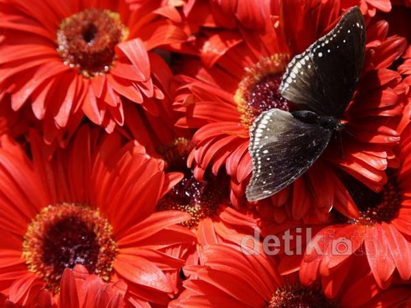 Taman Kupu-kupu Mengusir Jenuh di Bandara