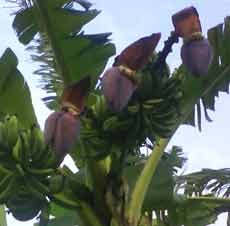 Wow..! Empat Ontong Dalam Satu Pohon Pisang