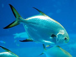 Kandungan Omega 3 Bawal Jepang Lebih Tinggi dari Salmon