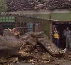 Pohon Ratusan Tahun Tumbang Timpa Ruko