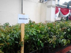 Ulang Tahun ke-67, Paspampres Bagi-bagi 20 Ribu Bibit Pohon Gratis