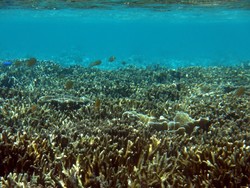 Pesona Kepulauan Derawan Bagai Mutiara Hitam di Kaltim