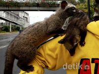 Pecinta Musang di Bundaran HI