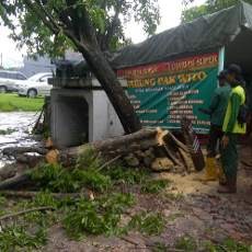 Hujan Angin Tumbangkan 2 Pohon Sono di Jl Kedondong