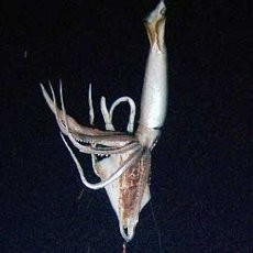 Wow! Cumi-cumi Raksasa Ditemukan di Samudera Pasifik