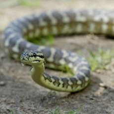 Mengerikan! Balita di Australia Diserang Ular Piton Saat Tidur