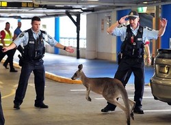 Hup! Ada Kanguru Masuk Parkiran Bandara Melbourne